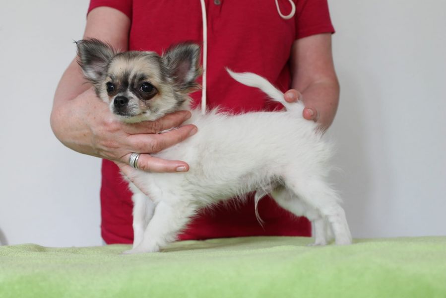 Molto bella e sani cuccioli di chihuahua per adozione maschi e femmine disponibili (gratis) 