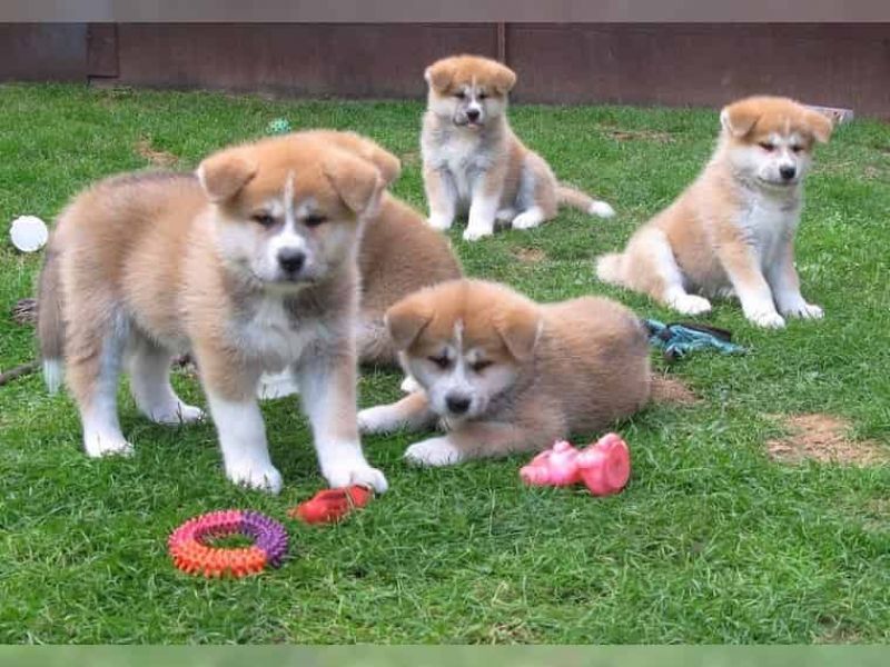 Regalo Akita Splendidi cuccioli..