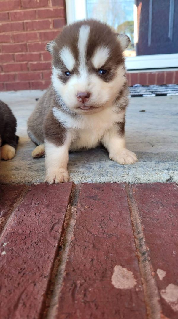 Regalo cuccioli Siberian Husky Maschio e Femmina E-MAIL  (marieiris783@gmail.com) Grazi  Regalo cucc
