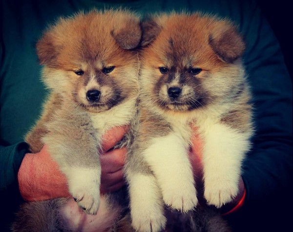 AKITA INU cucciolia