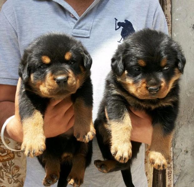 Regalo Cuccioli di Rottweiler in pronta consegna