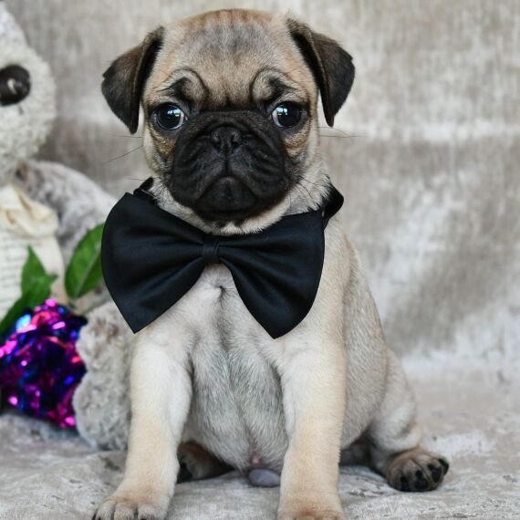 Regarlo Carlino cuccioli EMAIL (canine.boutique.pro@gmail.com)