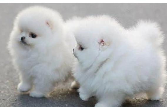 in offro regalo cuccioli di POMERANIAN maschio e femmina mini toys