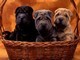 Disponibile Cuccioli di Shar Pei maschio e femmina  Disponibile Cuccioli di Shar Pei maschio e femmi