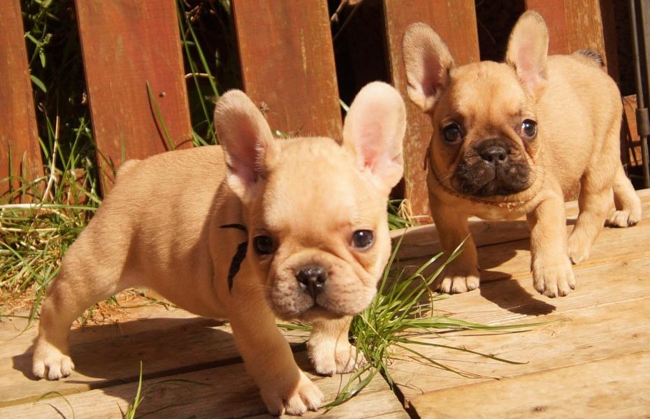 Adorabili cuccioli di Bulldog Francese femminucce e maschietti disponibili per l'adozione gratuita