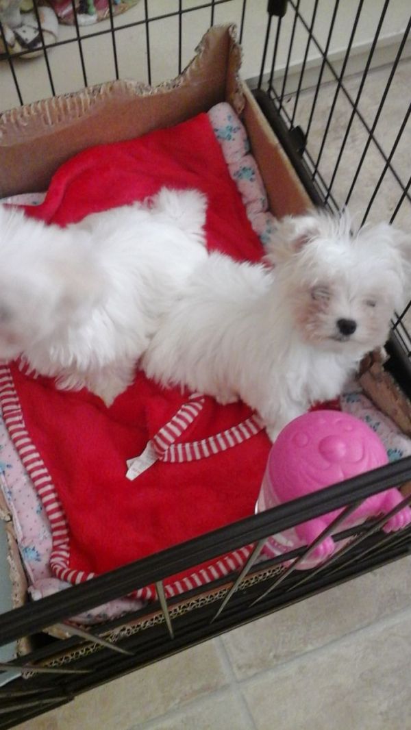 Cuccioli maltese mini toy con pedigree 