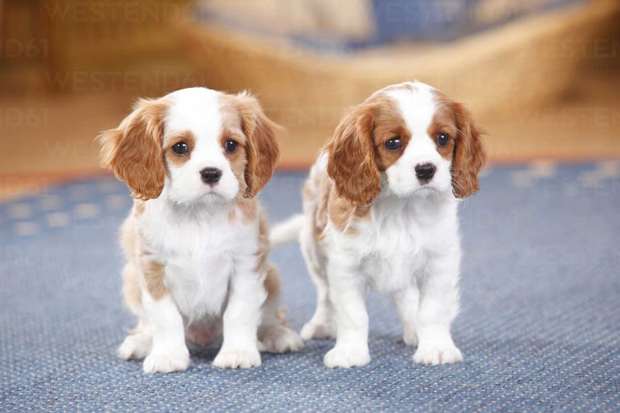 Regalo cavalier king cuccioli meravigliosi !