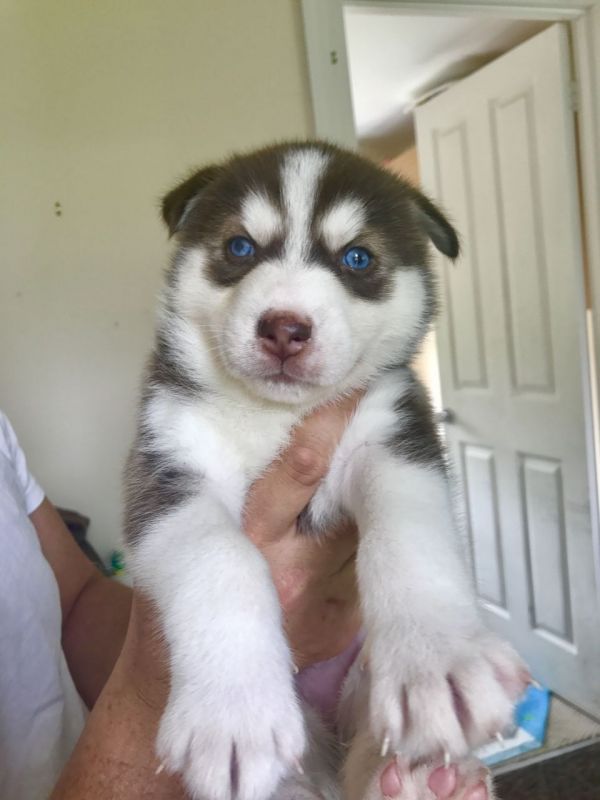Cuccioli di Husky siberiano