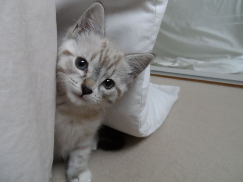 Regalo  gatti persiani