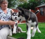 Regalo Cuccioli Siberian Husky 