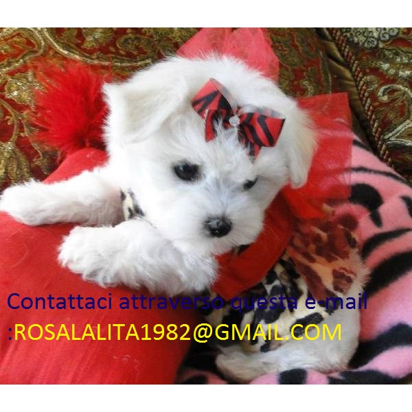 Maltese cuccioli