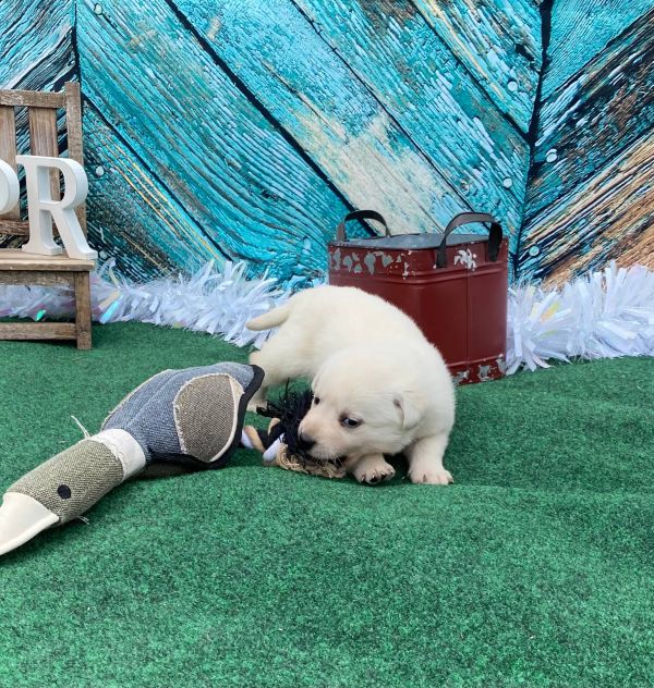 Labrador cuccioli introvabili cuccioli E-MAIL  (marieiris783@gmail.com)