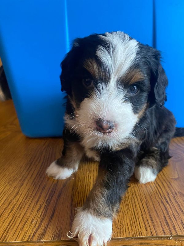 Disponibili cuccioli di Bernedoodle in miniatura E-MAIL (marieiris783@gmail.com)