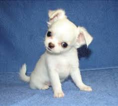 Cuccioli di micro chihuahua femminucce e maschietti disponibili per l'adozione
