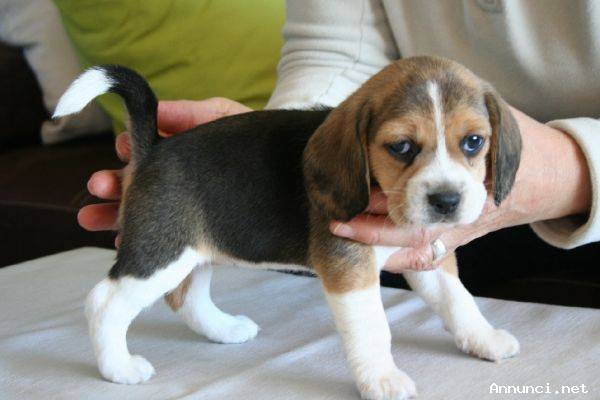 Vendita cuccioli beagle molto belli