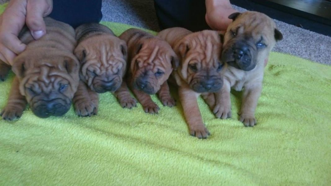 Regalo cuccioli Cuccioli di shar pei