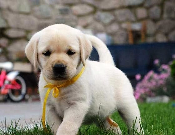  cuccioli di labrador  ( per regalo )