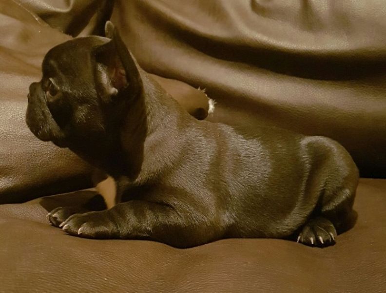 Regalo Cuccioli di Cane a Bulldog Francese