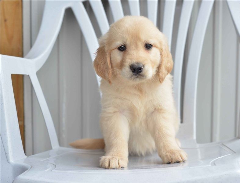 Regalo Cuccioli di Golden retriever in pronta consegna i cuccioli verranno Dato dopo 90 giorni dalla