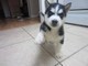 Bella siberi an husky cuccioli  Bella siberi an husky cuccioli
