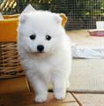 Dolce cuccioli di spitz a REGALO!!)))