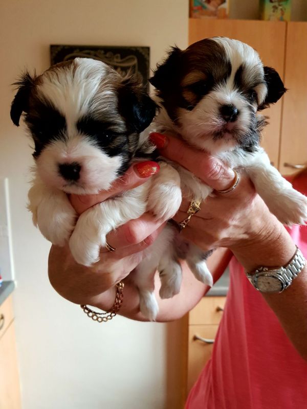 Molto bella e sani cuccioli di shih tzu per adozione maschi e femmine disponibili (gratis) 