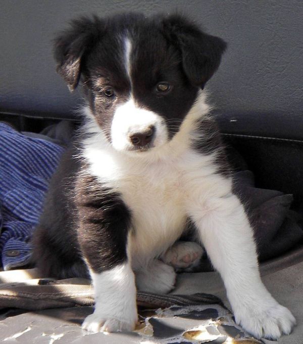 Adorabili cuccioli di border collie femminucce e maschietti