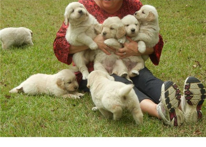 REGALO Golden retriver cuccioli