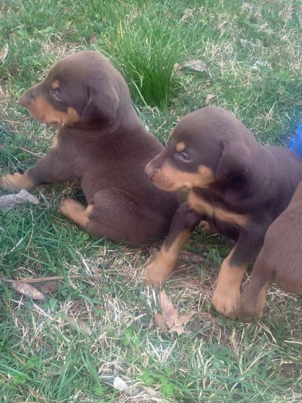 Regalo cuccioli di doberman Pinscher disponibili. 