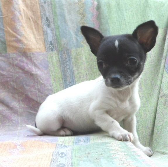 Cuccioli di chihuahua pelo corto