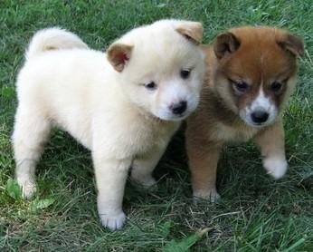 Adorabili cuccioli di shiba-inu femminucce e maschietti disponibili per l'adozione