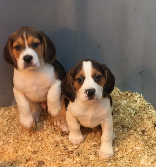 Regalo cuccioli di Beagle