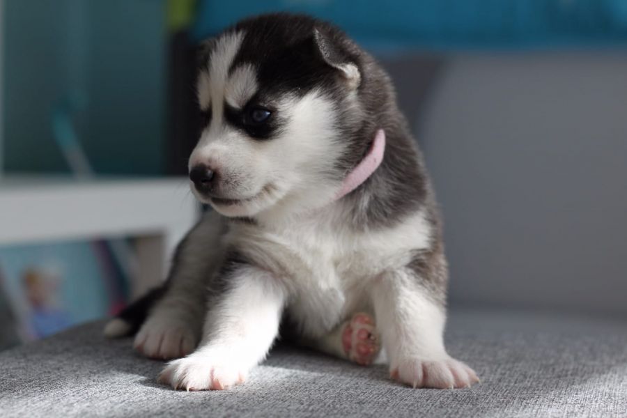  cuccioli di Sibarian husky  ( per regalo )