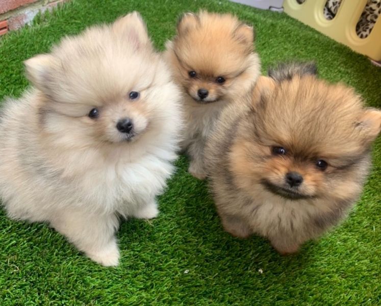 I cuccioli di spitz di Pomerania cercano la loro nuova casa