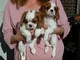 Cavalier king bicolore