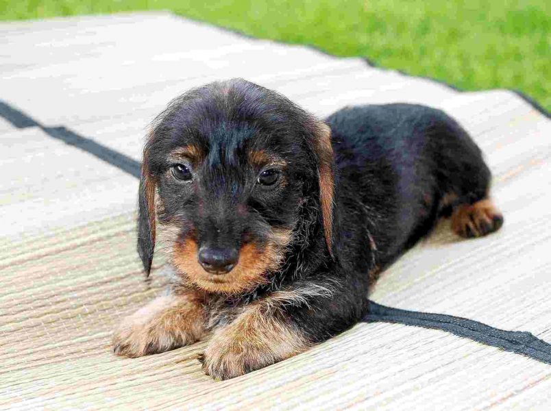 Cuccioli di bassotti  per adozione ( maschio e femmina )
