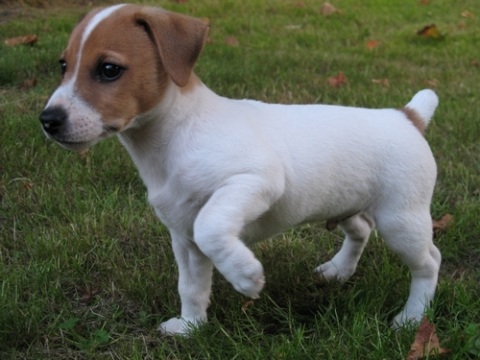 Adorabili cuccioli di jack russel femminucce e maschietti disponibili per l'adozione