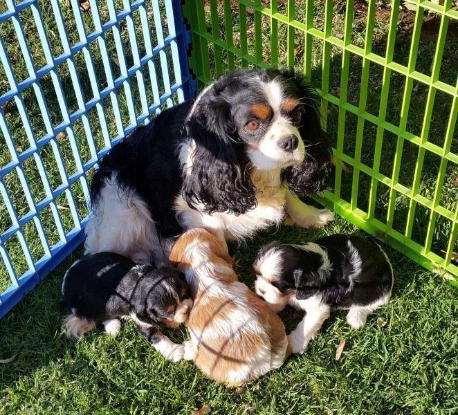 Molto bella e sani  cuccioli di cavalier king  per adozione maschi e femmine   disponibili (gratis)