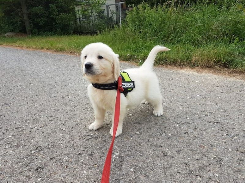REGALO Golden retriver cuccioli