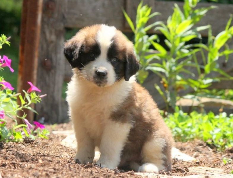  regalo cuccioli di san bernardo disponibili per l'adozione