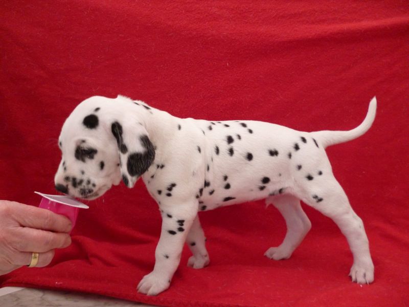  regalo cuccioli di dalmata disponibili per l'adozione