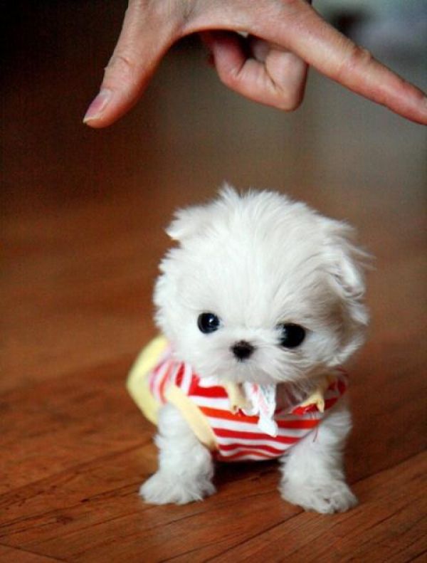  regalo cuccioli di Micro maltese disponibili per l'adozione