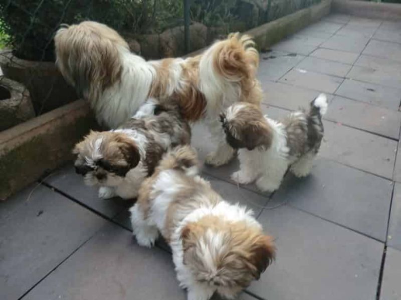 Regalo cuccioli di shitzu