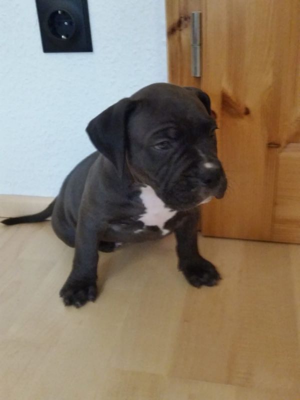 Molto bella e sani  cuccioli di pitbull per adozione maschi e femmine disponibili (gratis)