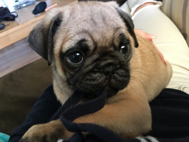 Cuccioli carlino disponibili