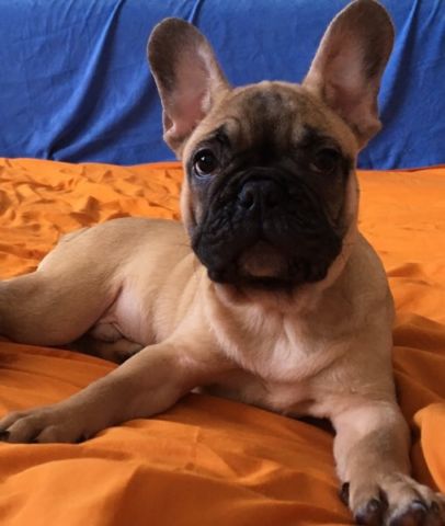REGALO Bulldog francese blu bianco femmina e maschio