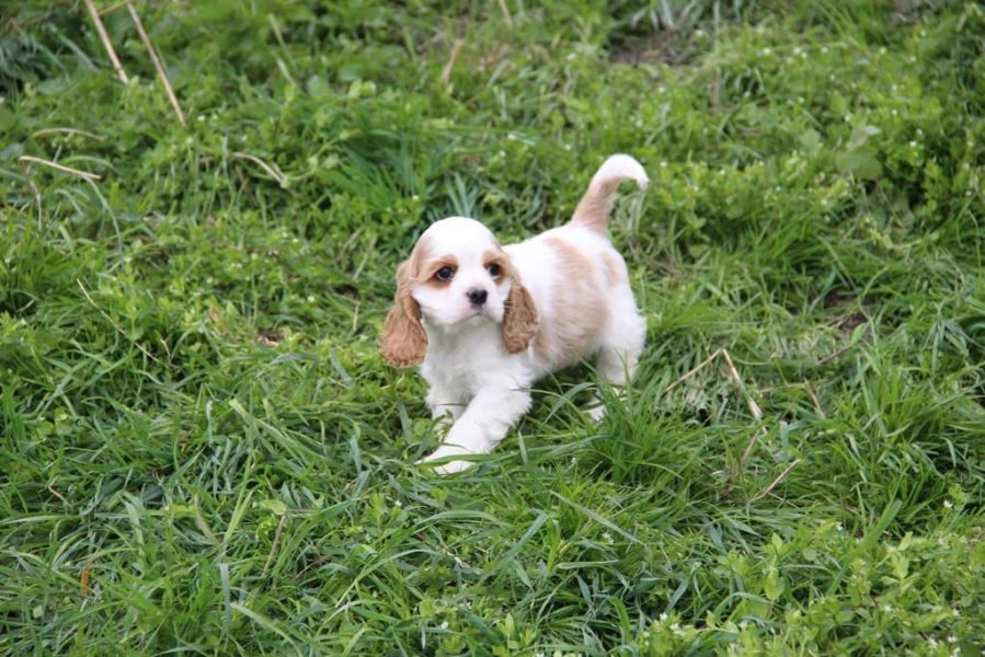 cuccioli di cocker-spaniel   ( per regalo )