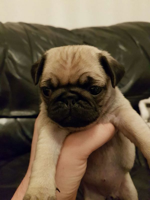 Abbiamo disponibili cuccioli di Carlino maschi e femmine 