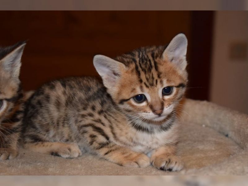  gattini Savannah   ( per regalo )