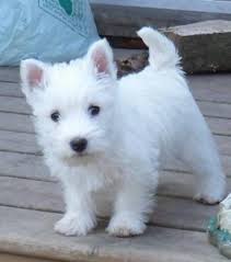 Adorabili cuccioli di west highland femminucce e maschietti disponibili per l'adozione cuccioli sono